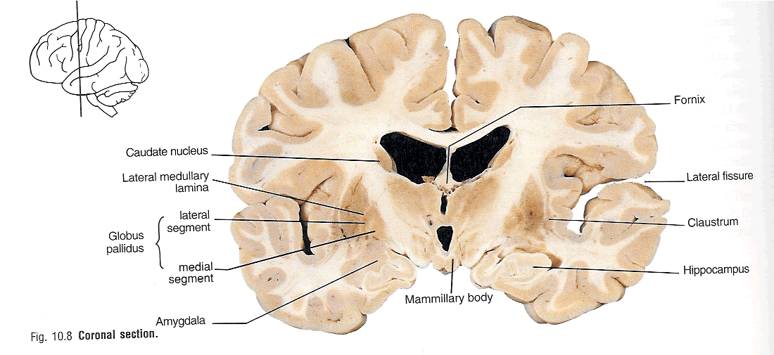 hippocampus anatomy gross