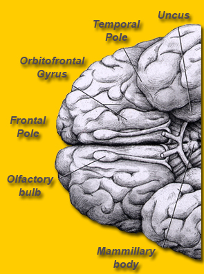 Orbitofrontal Gyrus